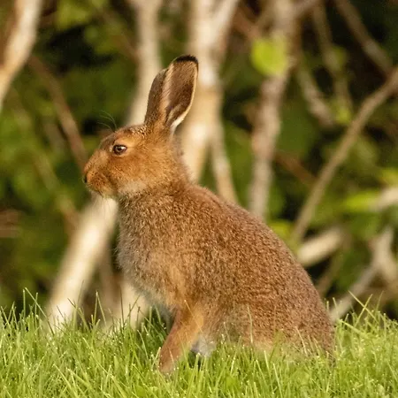 Hazel View Lejlighed *