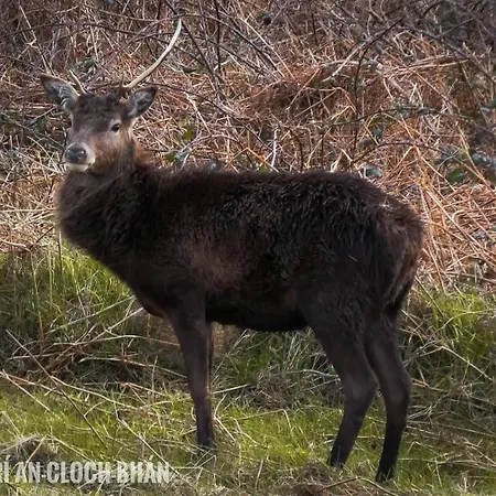 Lejlighed Hazel View *