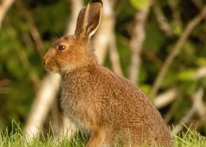 Hazel View Apartman *